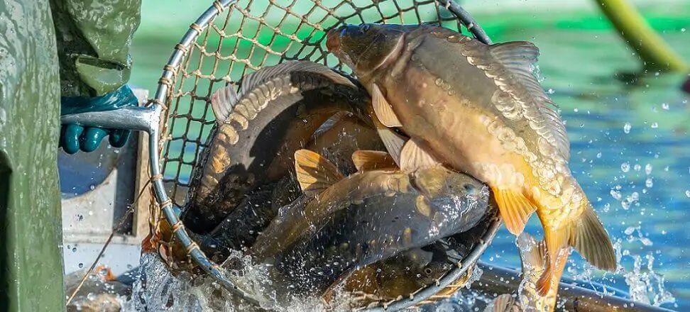 Karp Królewski Jakość Zarybieniowa