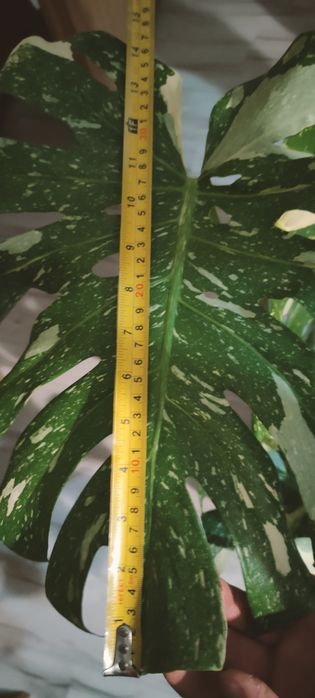 Monstera thai constellation