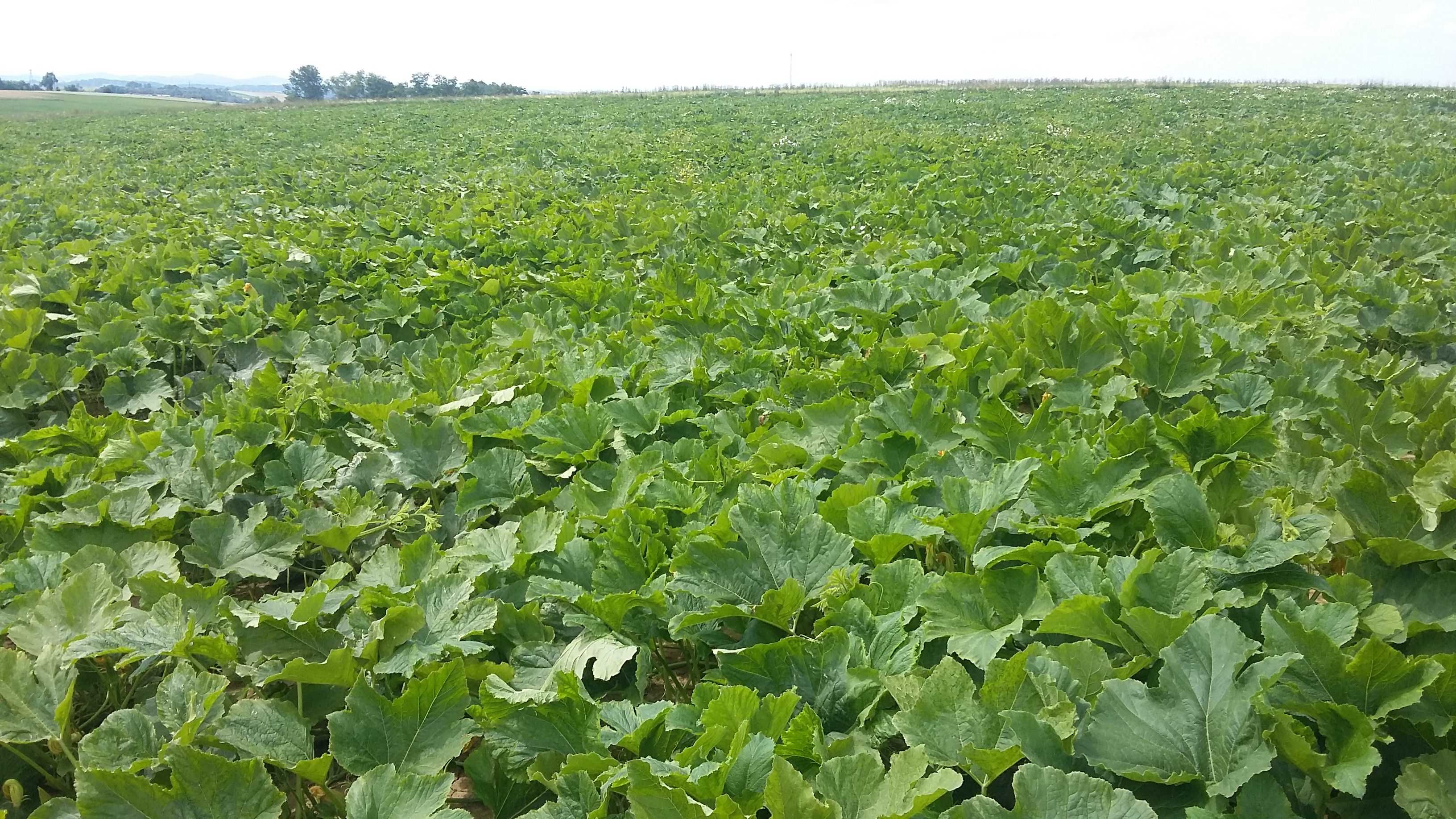 Pestki Dyni bezłupinowej Materiał Kwalifikowany