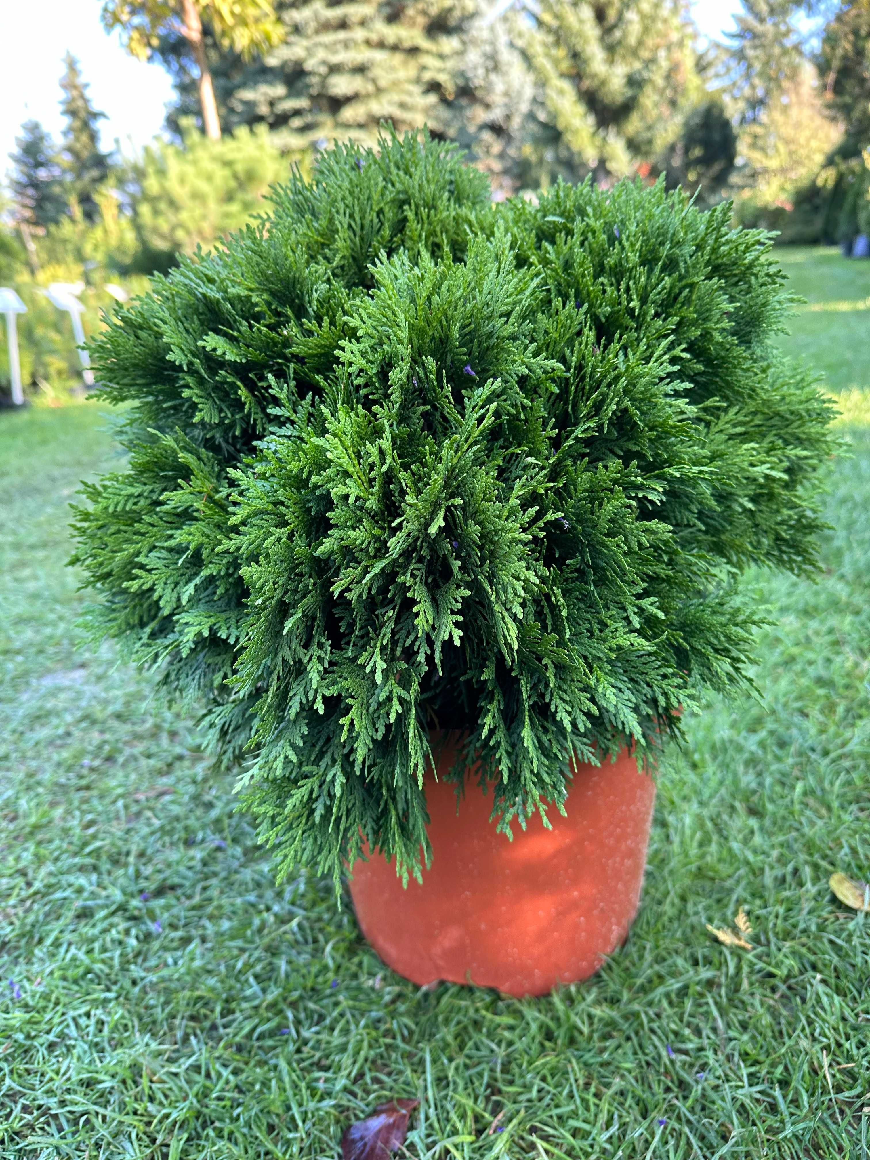 Thuja Żywotnik zachodni DANICA 40-50 cm BRYŁA