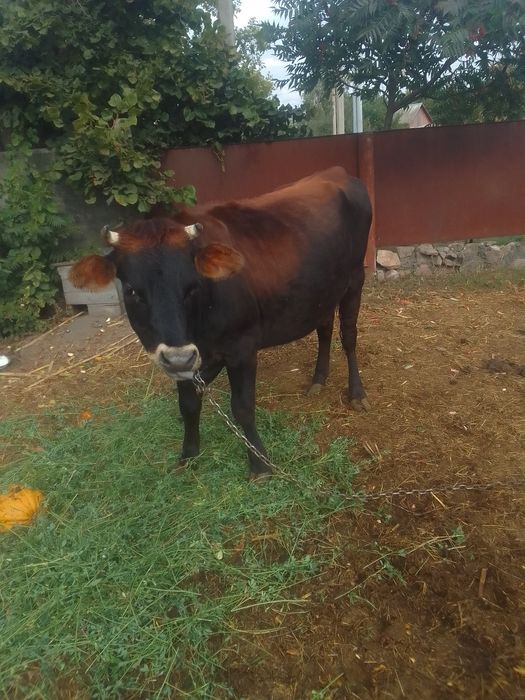 Продаю теличку Джерсей