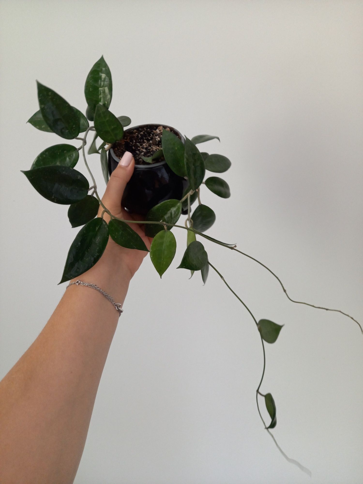 Hoya Parasitica Black Margin