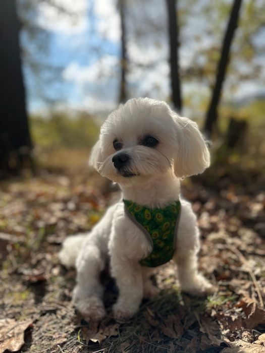 Вʼязка мальтійської болонки (мальтезе)