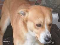 Em Elvas,Cao medio ,com chip e vaccinado ,chama se Doji,