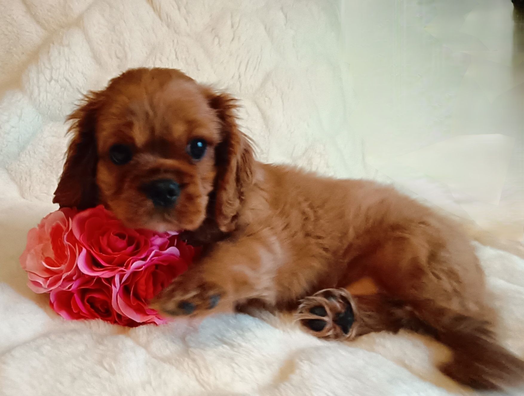 Śliczny RUBY Cavalier King Charles Spaniel z rodowodem badania