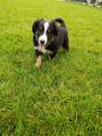 Piekny Piesek border collie
