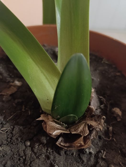 Амариліс, грамофон