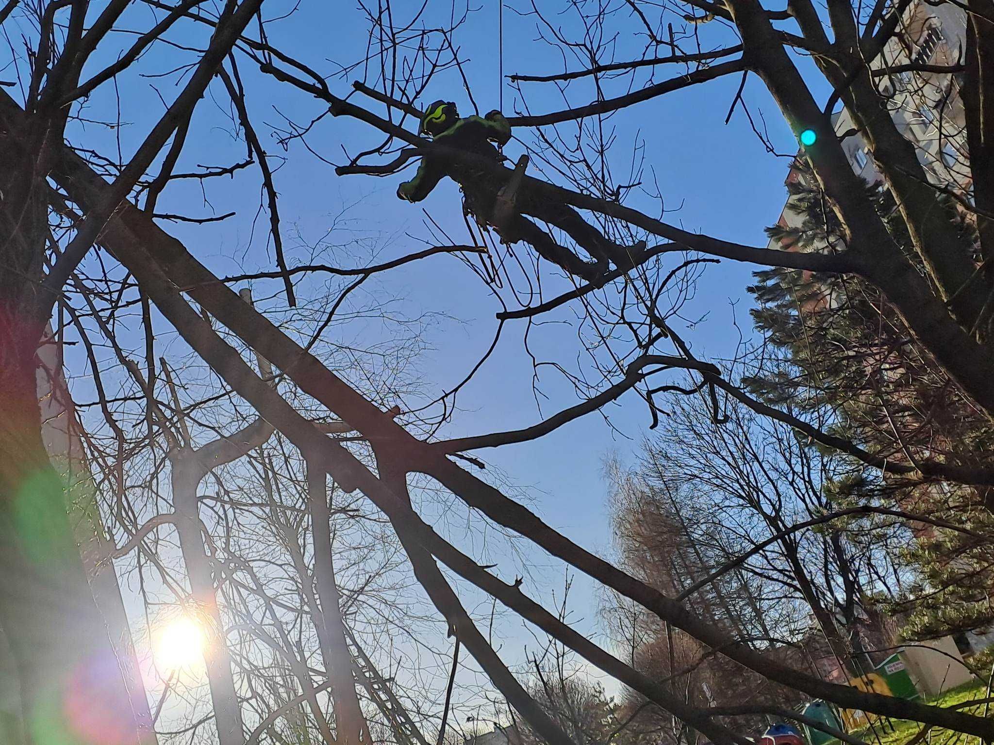 Wycinka i Pielęgnacja drzew / frezowanie pni - Darmowa Wycena!