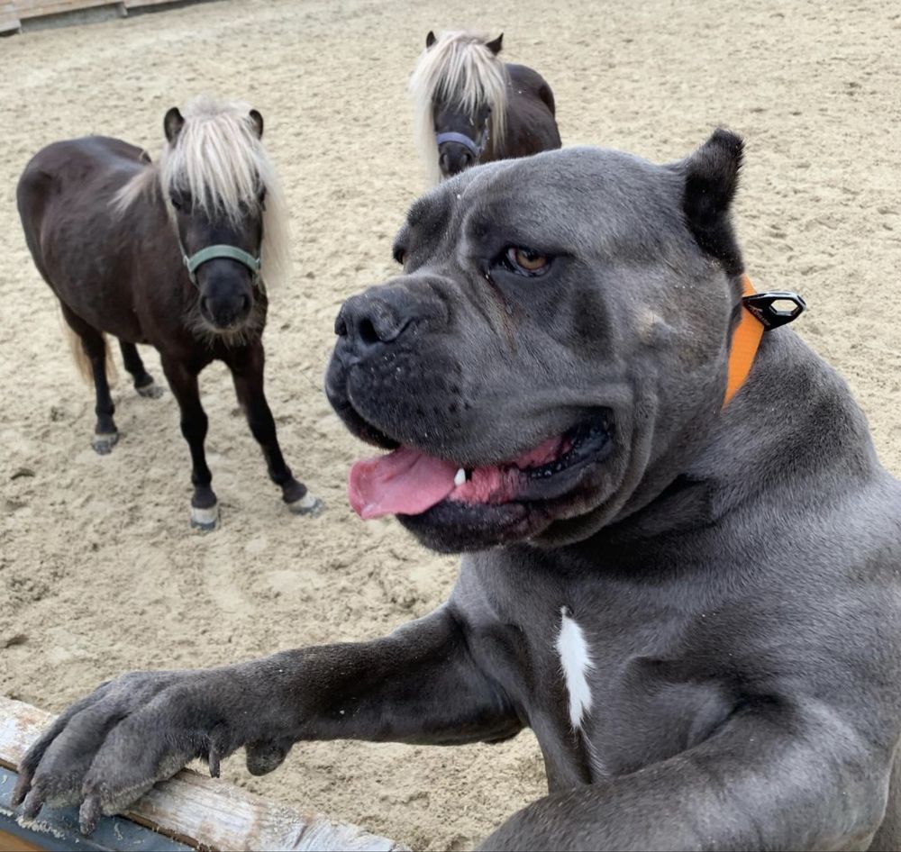 За такою дівчинкою Аделькою-до питомника Cane corso