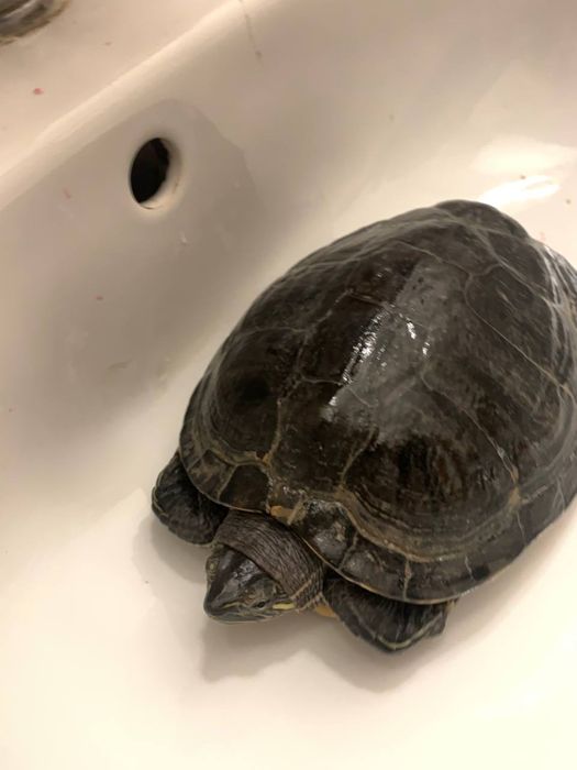 Черепаха червоноуха