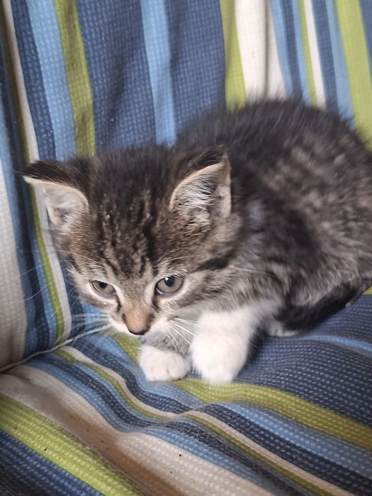 Kociaki szukaja domu