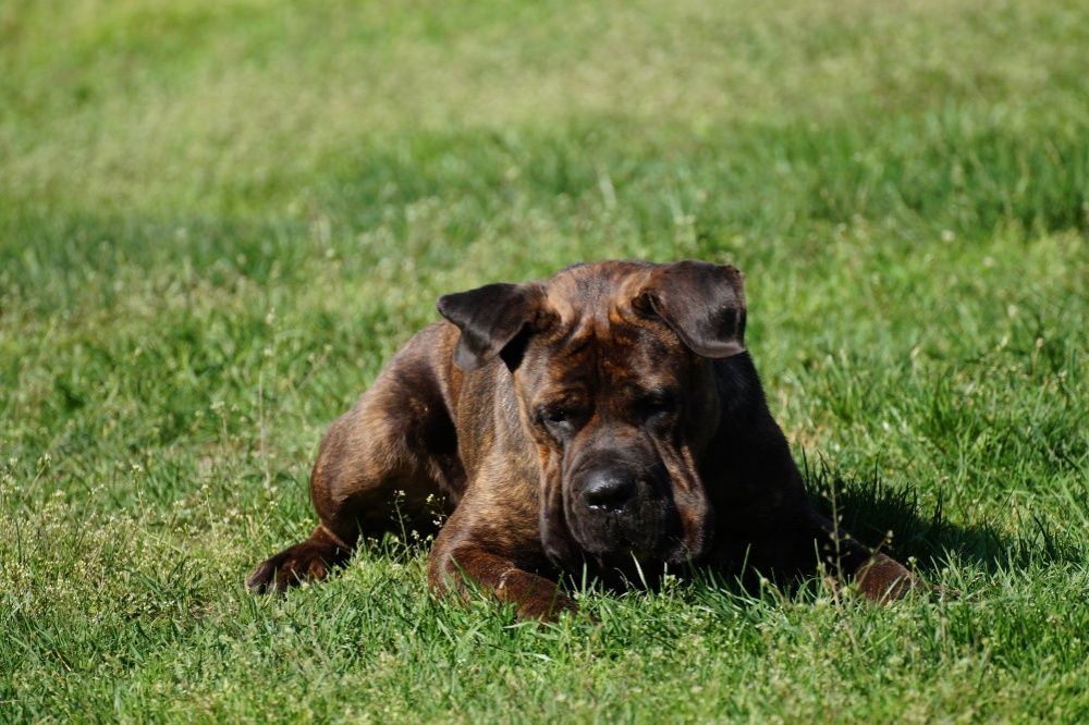 Bonus w typie Cane Corso do adopcji