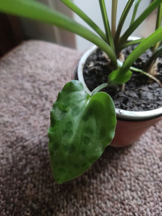 Вазони дріміопсис плямистий