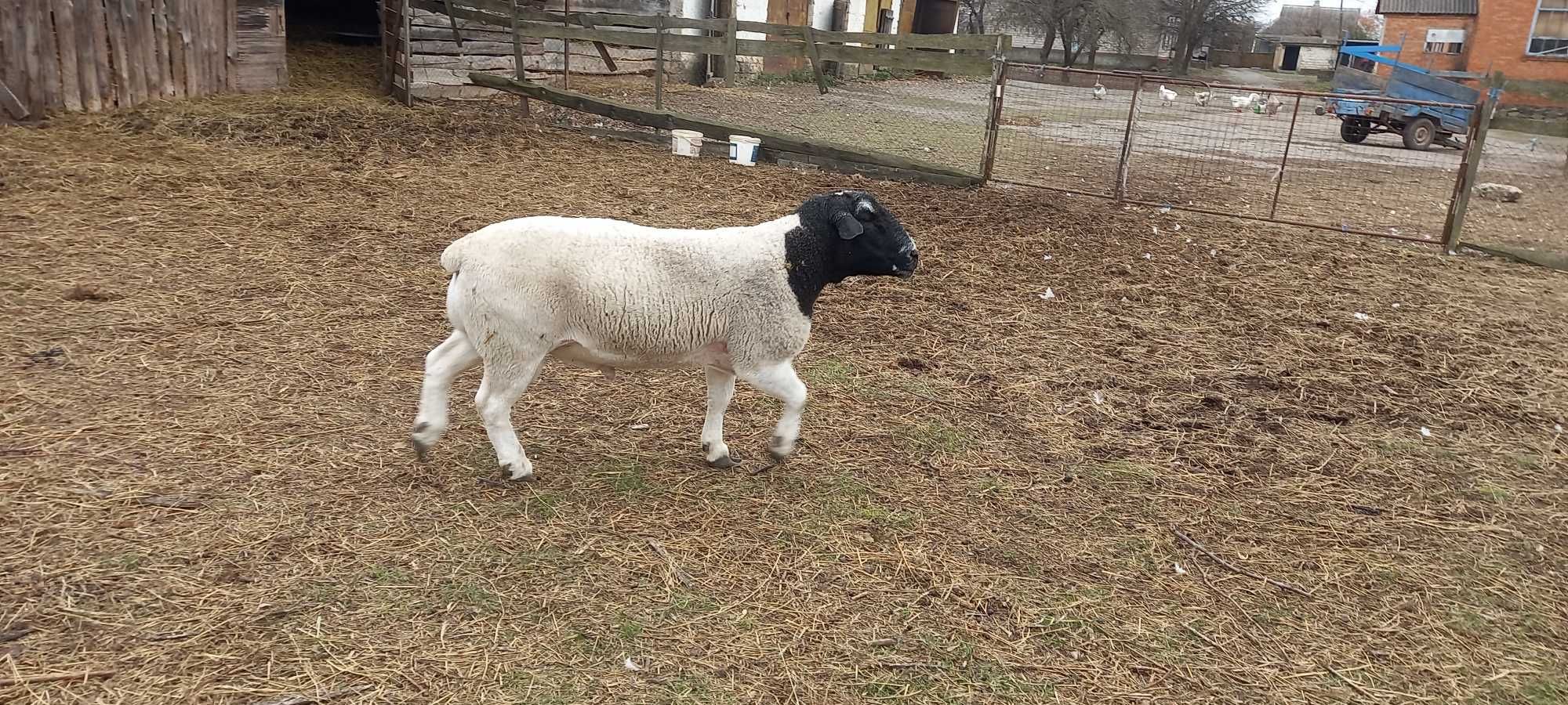 Продам вівці дорпери