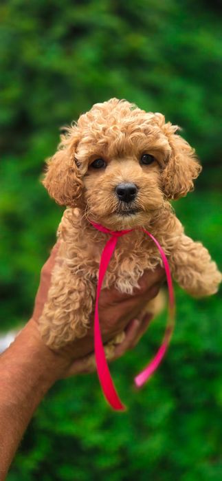 Maltipoo Suczka biosensor test campbella pudel maltańczyk piekne loki