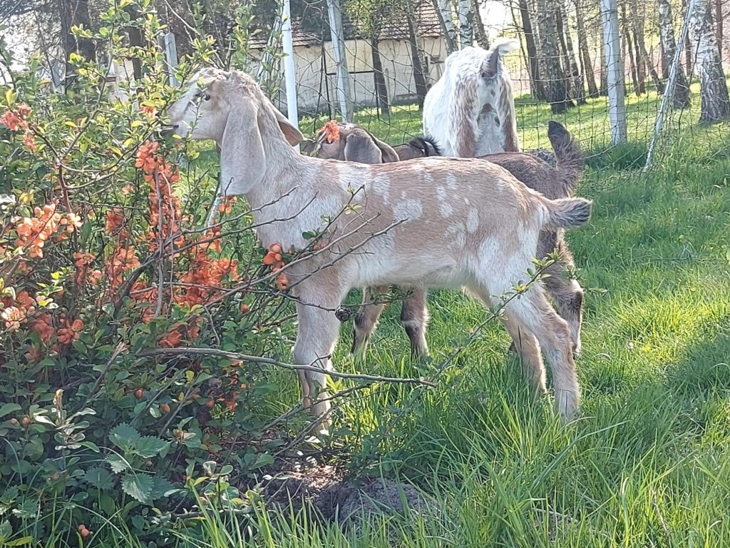 Kozy Anglonubijske