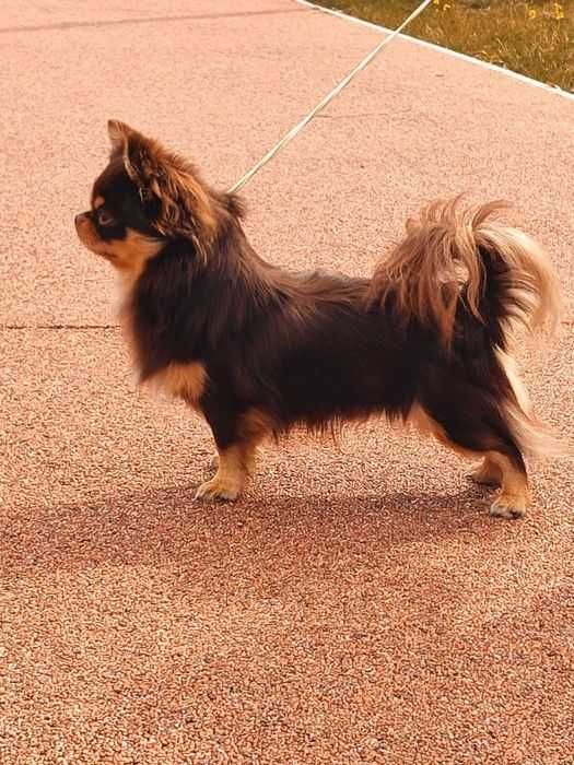 Chihuahua krótkowłosa suczka ZKwP FCI