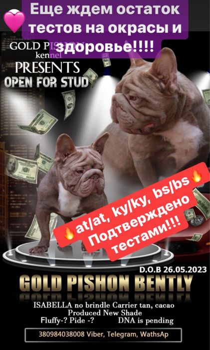 Вязка! БигРоп Изабелла носитель Флаффи!Венгрия!Супер генетика и цена!