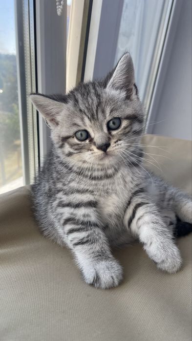 Scottish Fold and Scottish Straight