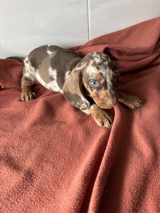 Teckel macho miniatura