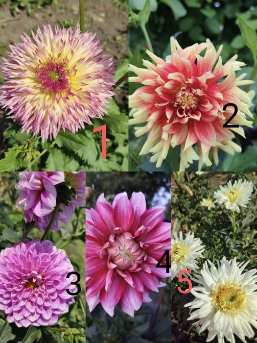 Жоржини, Георгины, та інші квіти