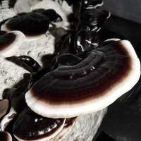 Black Reishi silna grzybnia w płynie 10ml