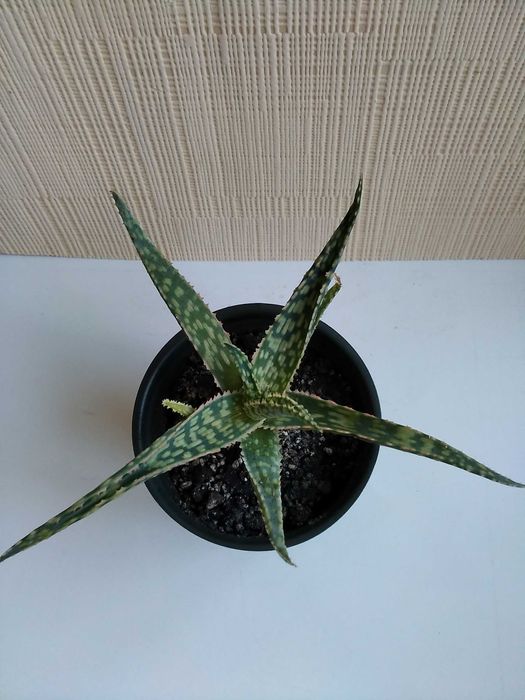 Алоэ Рауха алоe Rauhii