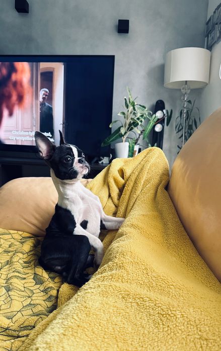 Maleńka mini Suczka Boston Terrier po przebadanych rodzicach