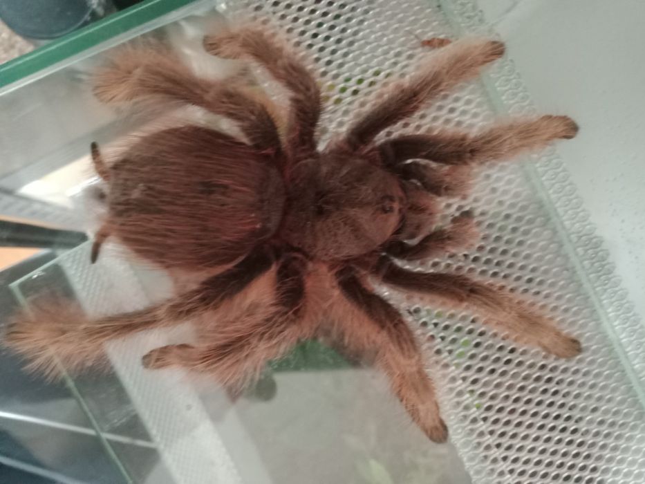 Nhandu tripepii pająk