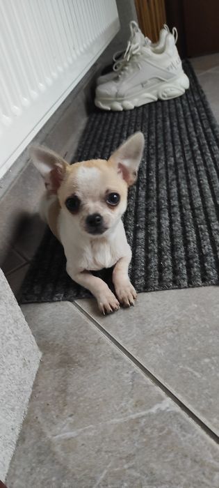 Chihuahua piesek z rodowodem mini