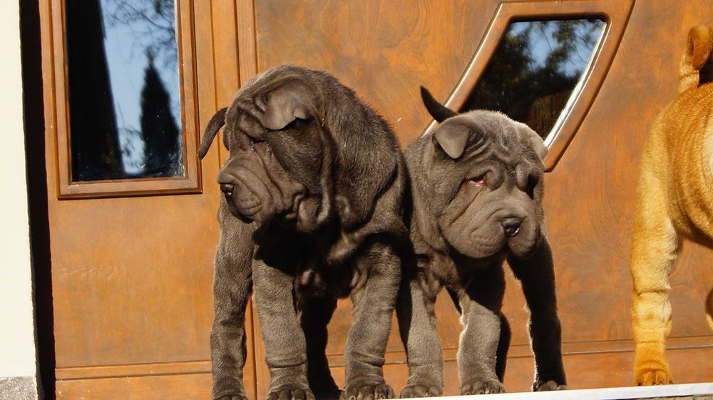 Szczeniak blue, Shar Pei z rodowodem, błękitny Filo
