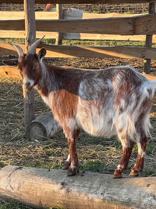 Карликова козочка коза