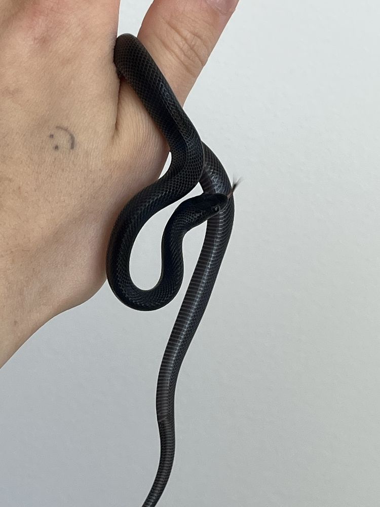 wąż mahoniowy lamprophis boaedon fuliginosus czarny wąż
