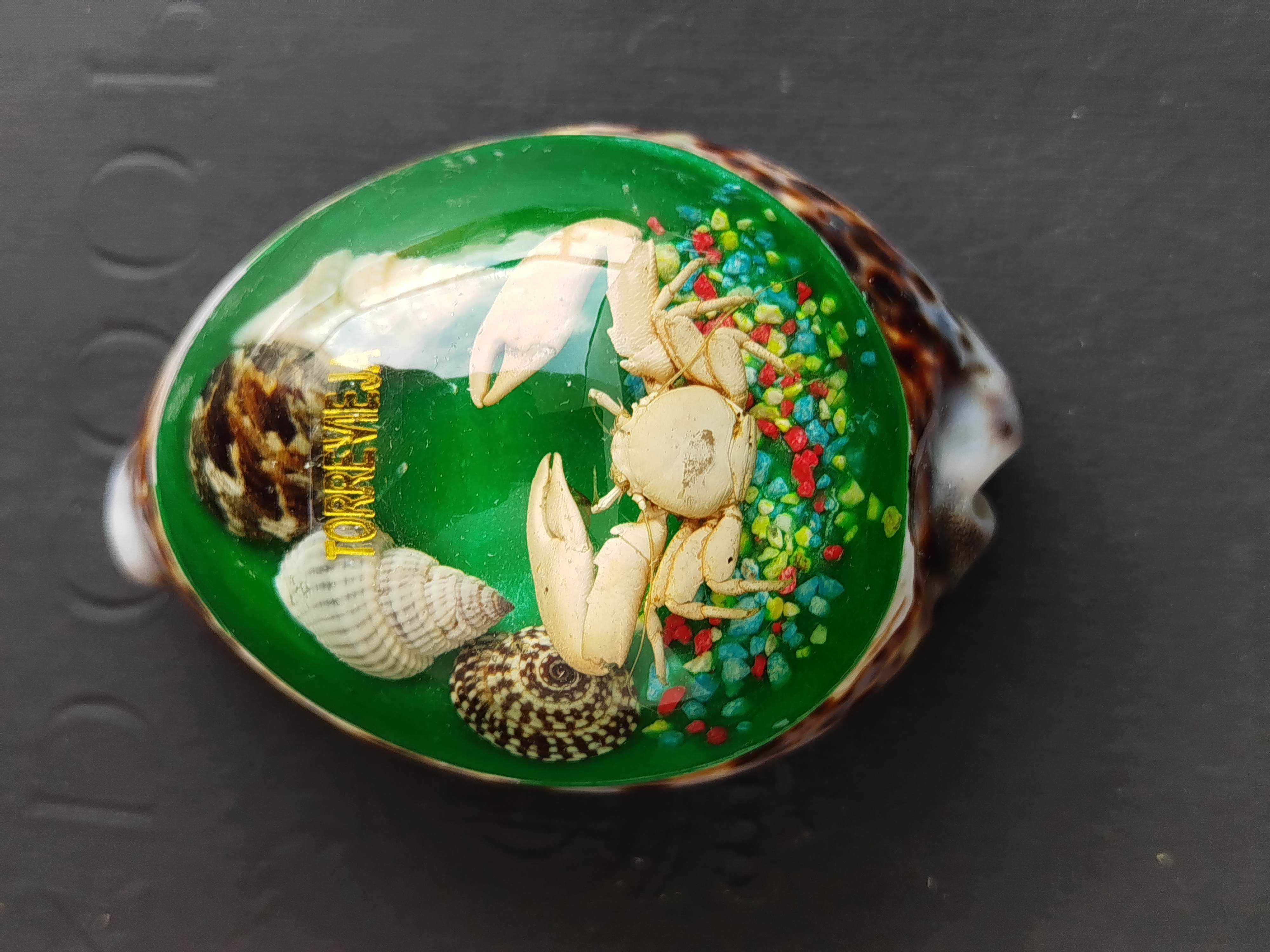 Obciążnik do papieru Torrevieja Hiszpania muszla Cowrie і krab
