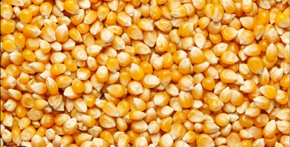 Кукуруза ,Пшениця 2025 урожая