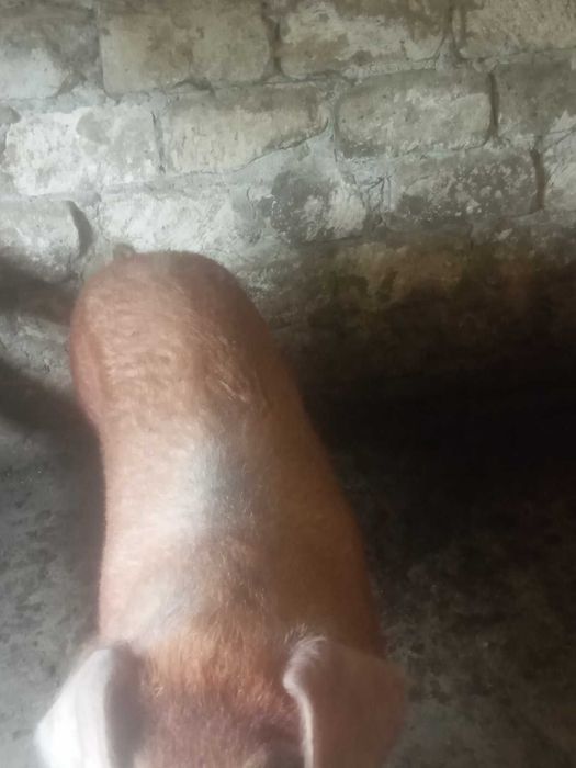 Продається хряк породи дюрок