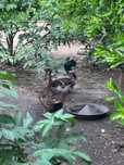Casal de patos pompom reprodutores