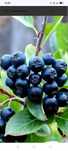Aronia  owoce sprzedam