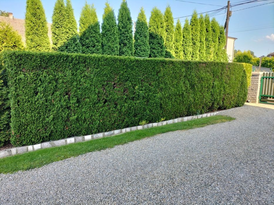 Przycinanie tui,krzewów i żywopłotów. Koszenie trawy .