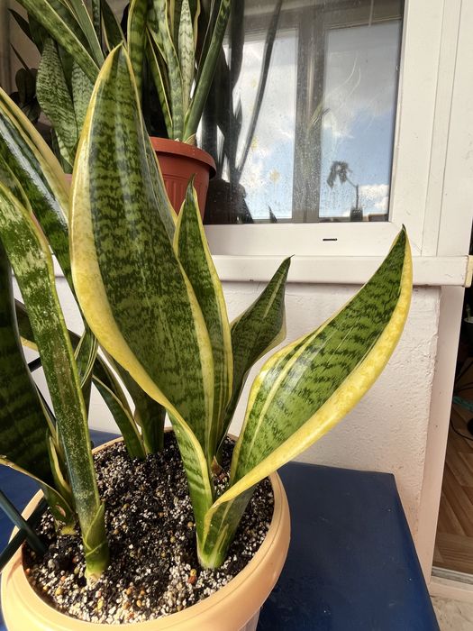 Набір із сансівьєрій футур