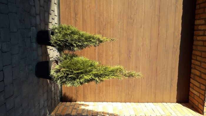 Tuja szmaragd 100cm+ w donicy transport w cenie.