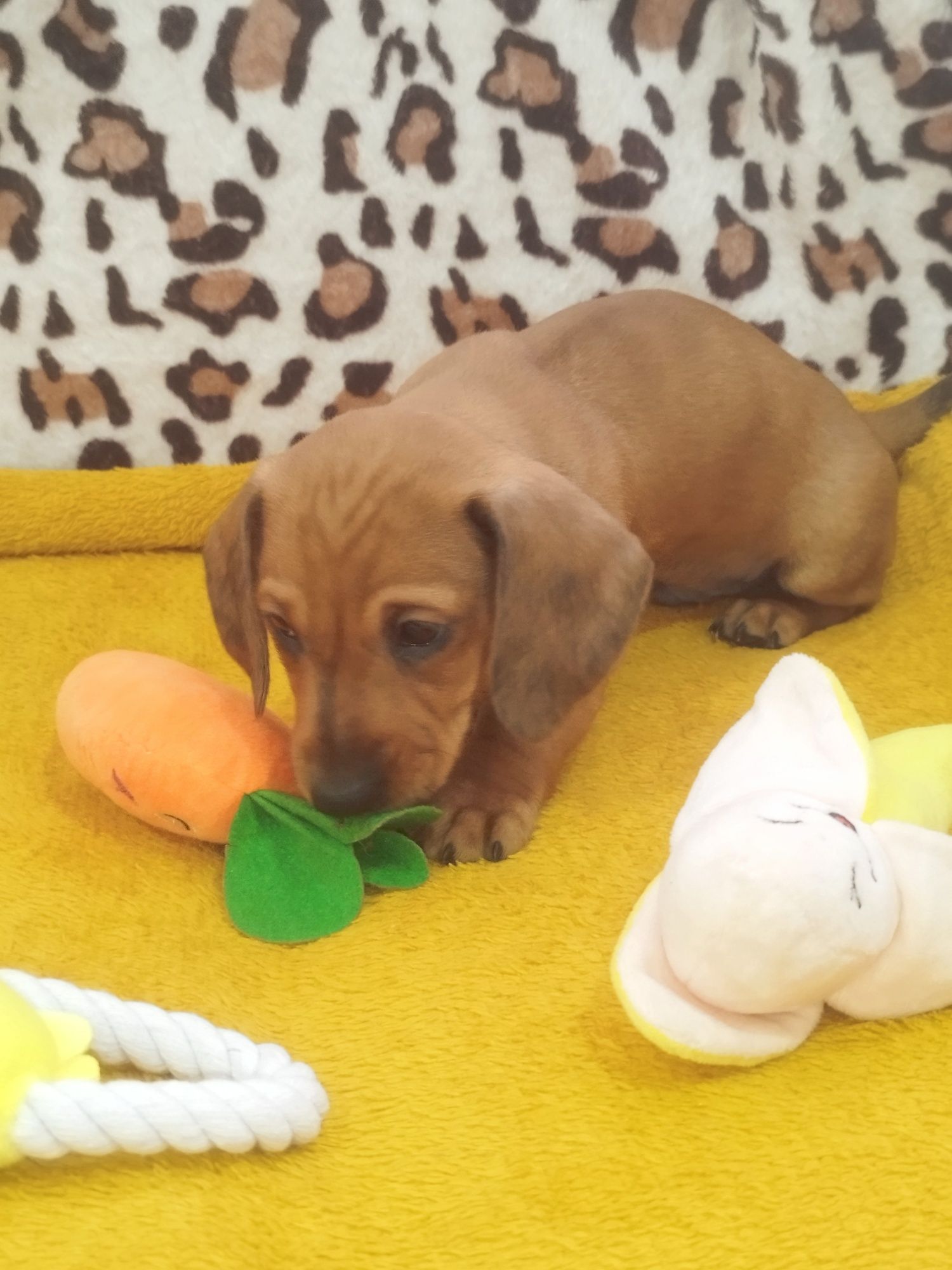 Teckel excelente menino vermelho com Lop (pedigree)