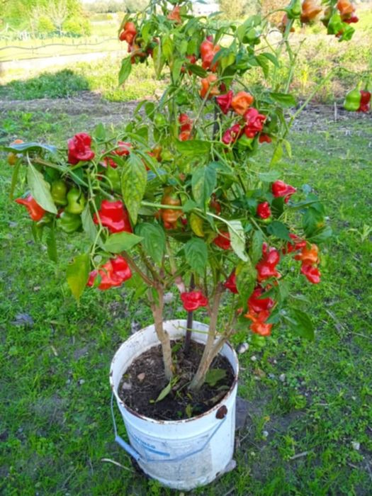 Vendo vaso com malaguetas muito picantes em forma de sinos.