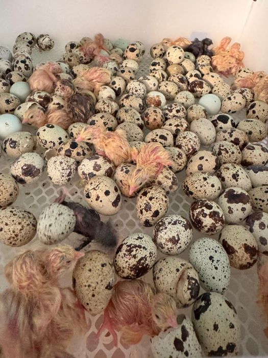 Jaja legowe przepiorki roznych ras