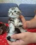 Шотландские мраморные котята