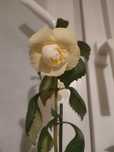 Achimenes roślina doniczkowa