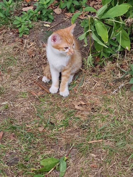 Kot 3,5miesięczny od ręki