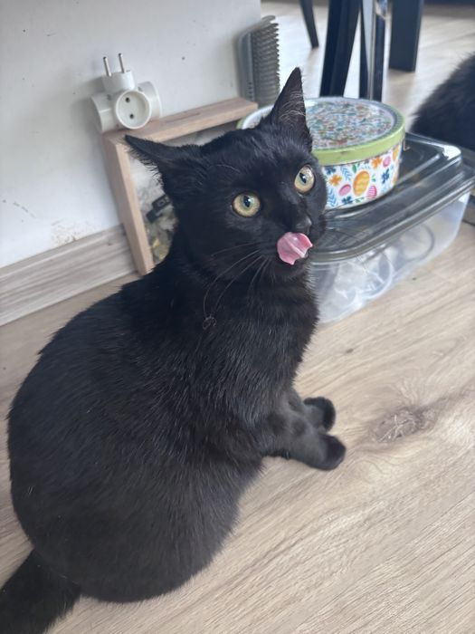 Piekny czarny kotek Milton do oddania