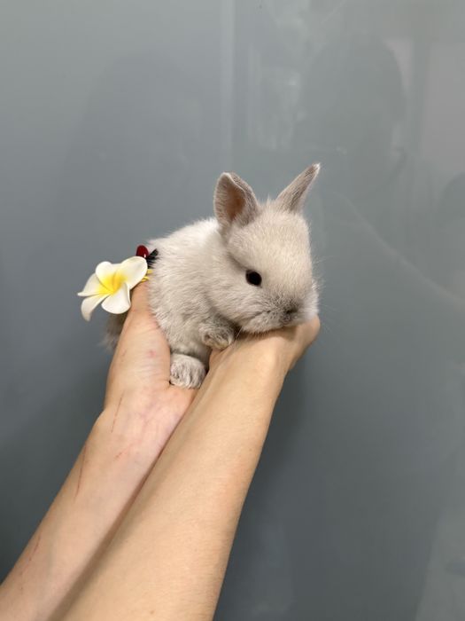 Нідерландський карликовий кролик супер  міні