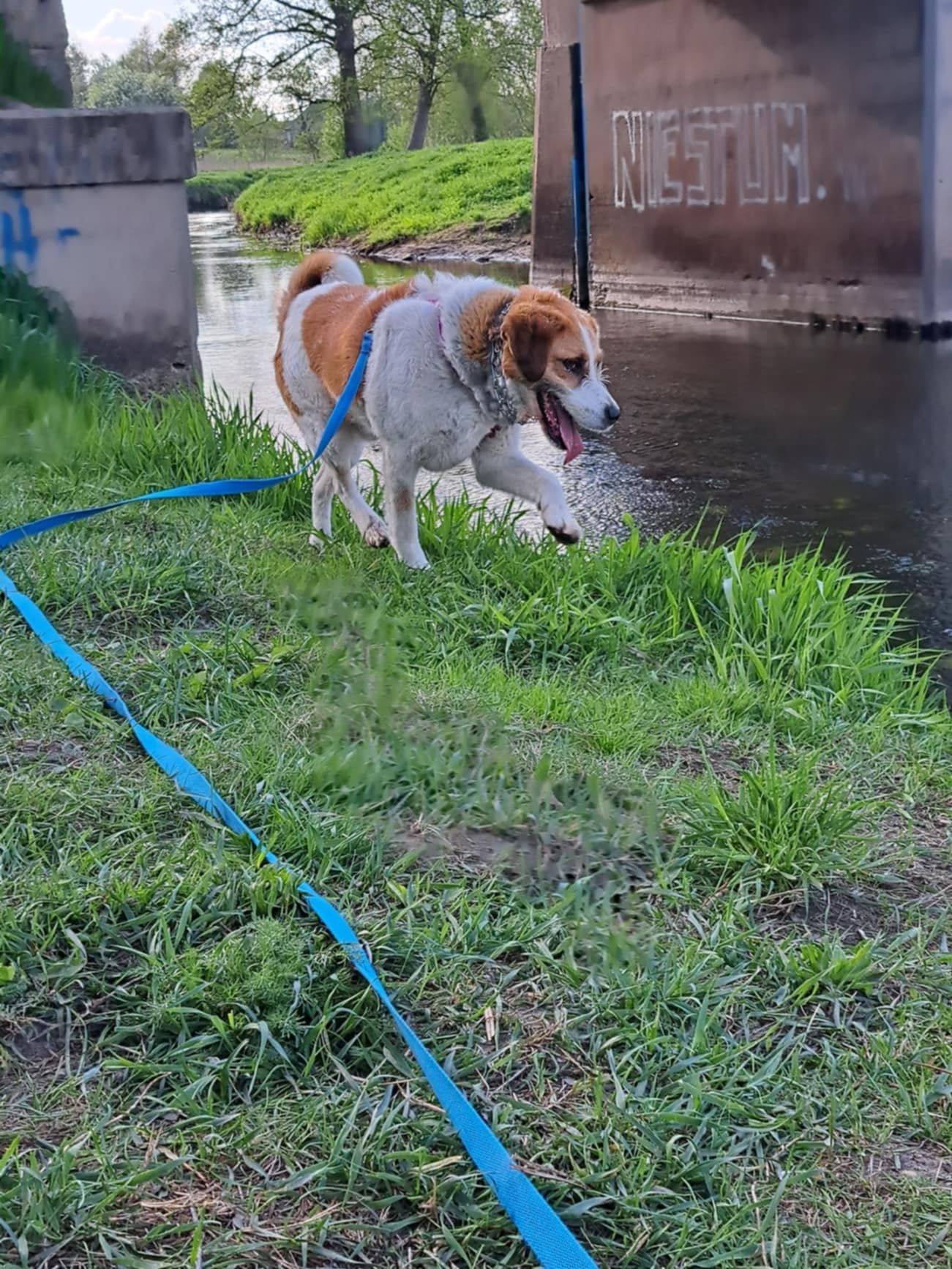 Prozor do adopcji